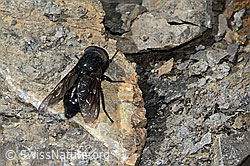 Foto: Hybomitra caucasica (Bremse)