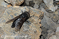 Foto: Hybomitra caucasica (Bremse)