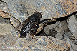 Hybomitra caucasica (Bremse) (09.2021, C208933)