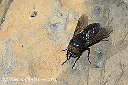 Foto: Hybomitra caucasica (Bremse)