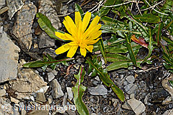 Berg-Milchkraut (Leontodon montanus) (09.2021, C208946)