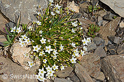 Bewimpertes Sandkraut (Arenaria ciliata) (09.2021, C208982)