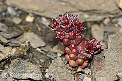 Dunkler Mauerpfeffer (Sedum atratum) (09.2021, C209011)