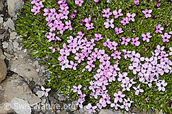 Kalk-Polsternelke (Silene acaulis) (09.2021, C209019)