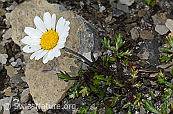 Gewöhnliche Alpenmargerite (Leucanthemopsis alpina) (09.2021, C209021)