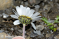 Gewöhnliche Alpenmargerite (Leucanthemopsis alpina) (09.2021, C209026)