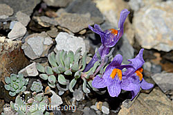 Alpen-Leinkraut (Linaria alpina) (09.2021, C209028)
