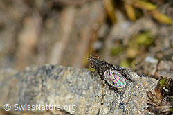 Foto: Scatella tenuicosta (Salzfliege)