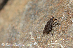 Scatella tenuicosta (Salzfliege) (09.2021, C209049)