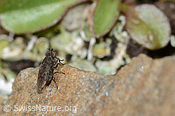 Foto: Scatella tenuicosta (Salzfliege)