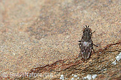 Foto: Scatella tenuicosta (Salzfliege)