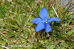 Frühlings-Enzian (Gentiana verna) (09.2021, C209055)