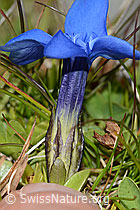 Frühlings-Enzian (Gentiana verna) (C209056) Frühlings-Enzian (Gentiana verna) (C209056)