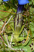 Frühlings-Enzian (Gentiana verna) (09.2021, C209057)