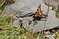 Kleiner Fuchs (Aglais urticae) auf Zartem Enzian (Gentiana tenella) (09.2021, C209061)