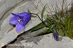 Niedliche Glockenblume (Campanula cochleariifolia) (09.2021, C209070)