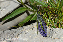 Niedliche Glockenblume (Campanula cochleariifolia) (C209072)