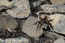 Felsheiden-Mauerbiene (Osmia inermis) (09.2021, C209093)