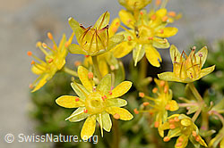 Bewimperter Steinbrech (Saxifraga aizoides) (09.2021, C209100)