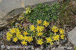 Bewimperter Steinbrech (Saxifraga aizoides) (09.2021, C209101)