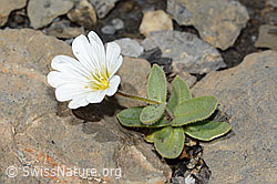 Breitblättriges Hornkraut (Cerastium latifolium) (C209102)