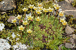 Moschus-Steinbrech (Saxifraga exarata ssp. moschata) (09.2021, C209113)