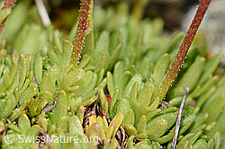 Moschus-Steinbrech (Saxifraga exarata ssp. moschata) (C209115)