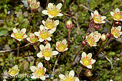 Moschus-Steinbrech (Saxifraga exarata ssp. moschata) (C209117)
