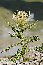 Alpen-Kratzdistel (Cirsium spinosissimum) (09.2021, C209125)