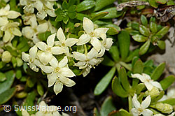 Schweizer Labkraut (Galium megalospermum) (C209133)