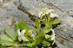 Schweizer Labkraut (Galium megalospermum) (C209134)