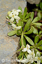 Schweizer Labkraut (Galium megalospermum) (C209135)
