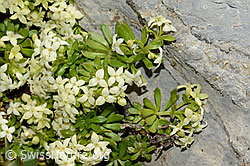 Schweizer Labkraut (Galium megalospermum) (C209136)
