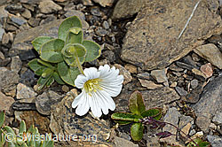 Breitblättriges Hornkraut (Cerastium latifolium) (C209146)