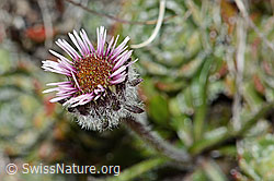 Einköpfiges Berufkraut (Erigeron uniflorus) (C209181) Einköpfiges Berufkraut (Erigeron uniflorus) (C209181)