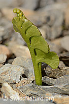 Echte Mondraute (Botrychium lunaria) (C209189) Echte Mondraute (Botrychium lunaria) (C209189)