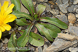 Berg-Milchkraut (Leontodon montanus) (C209202)