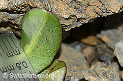 Berg-Milchkraut (Leontodon montanus) (C209205)