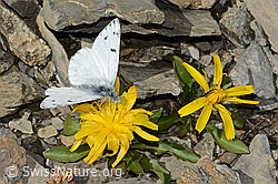 Alpenweissling (Pontia callidice) auf Blume (C209221)