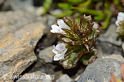 Zwerg-Augentrost (Euphrasia minima) (C209239) Zwerg-Augentrost (Euphrasia minima) (C209239)