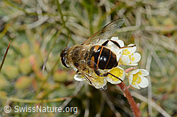 Eristalis tenax on Saxifraga paniculata (C209243)
