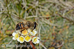 Mistbiene (Eristalis tenax) auf Trauben-Steinbrech (Saxifraga paniculata) (09.2021, C209244)