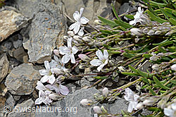 Kriechendes Gipskraut (Gypsophila repens) (C209270)