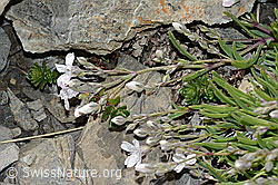 Kriechendes Gipskraut (Gypsophila repens) (C209272)