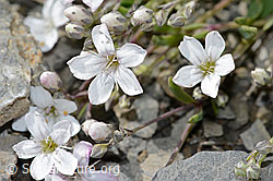 Kriechendes Gipskraut (Gypsophila repens) (C209273)