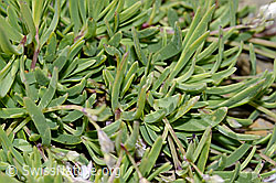 Kriechendes Gipskraut (Gypsophila repens) (C209274)