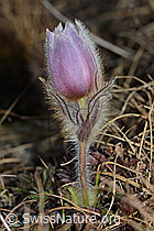 Frühlings-Anemonen (Pulsatilla vernalis) (C222428) Frühlings-Anemonen (Pulsatilla vernalis) (C222428)
