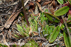 Hoppes Felsenblümchen (Draba hoppeana) (C222438) Hoppes Felsenblümchen (Draba hoppeana) (C222438)
