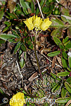 Hoppes Felsenblümchen (Draba hoppeana) (C222443) Hoppes Felsenblümchen (Draba hoppeana) (C222443)