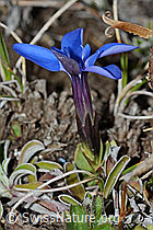 Schleichers Enzian (Gentiana schleicheri) (21.05.2022, C222455)